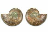 Cut & Polished Ammonite Fossil - Madagascar #377538-1